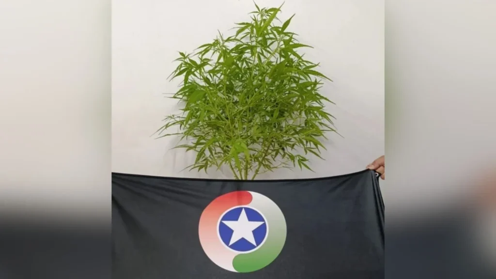 Pé de maconha de 73 cm é apreendido em casa de Joaçaba