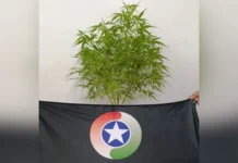 Pé de maconha de 73 cm é apreendido em casa de Joaçaba