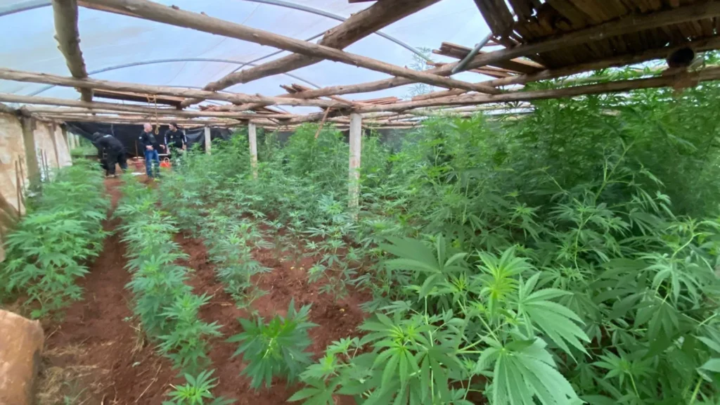 Mais de 200 pés de maconha são encontrados em plantação no Oeste de SC