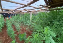 Mais de 200 pés de maconha são encontrados em plantação no Oeste de SC