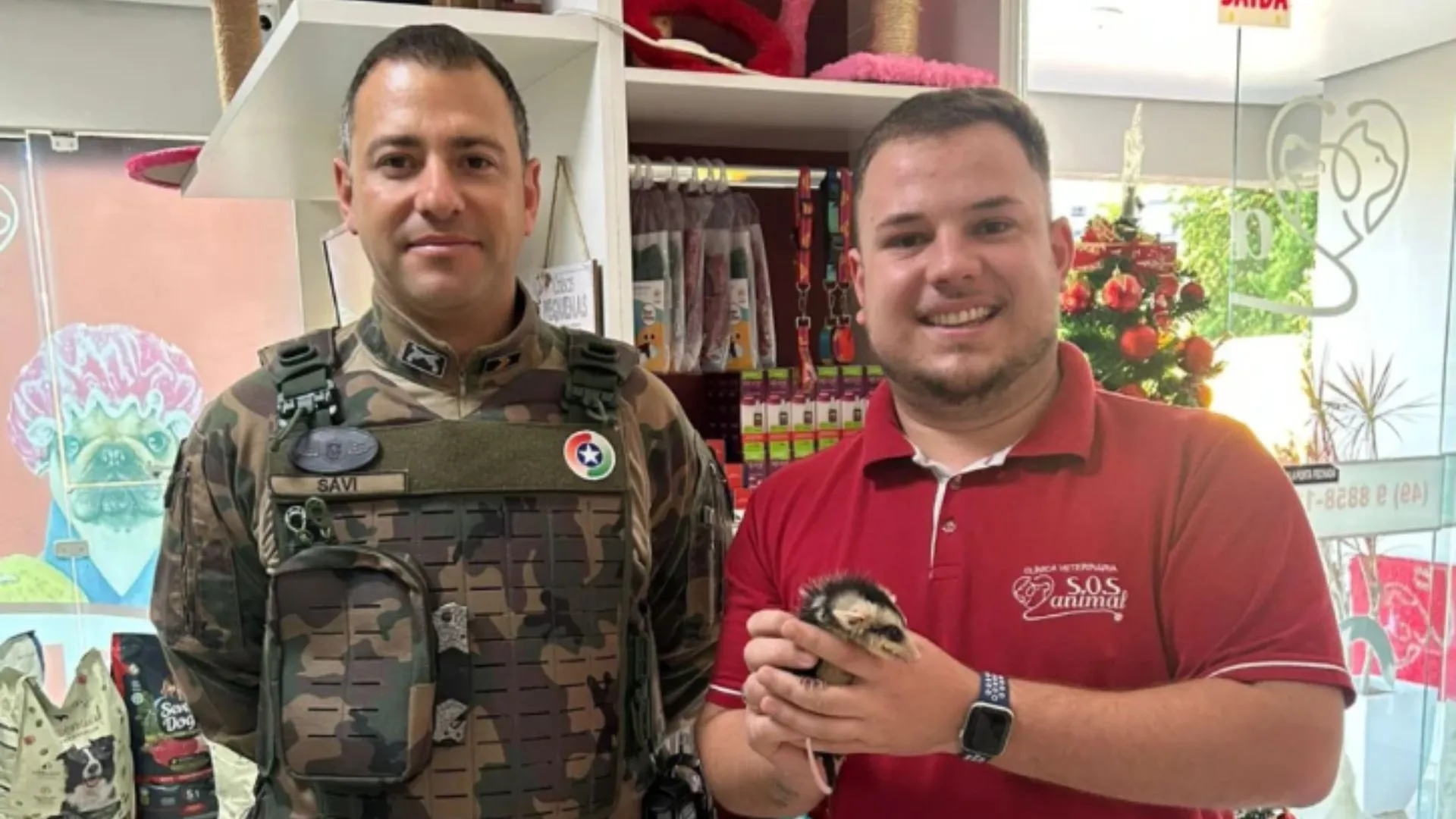 Filhote de gambá é resgatado, reabilitado e devolvido à natureza em Videira