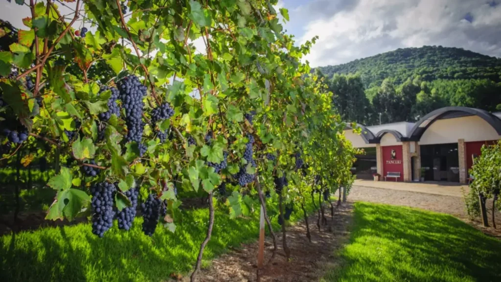 Vinícola de Tangará recorre ao TJ-SC contra construção de granja de suínos