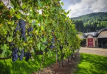 Vinícola de Tangará recorre ao TJ-SC contra construção de granja de suínos