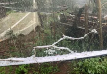 Granizo transforma paisagem, causa estragos e preocupa produtores de maçã na Serra