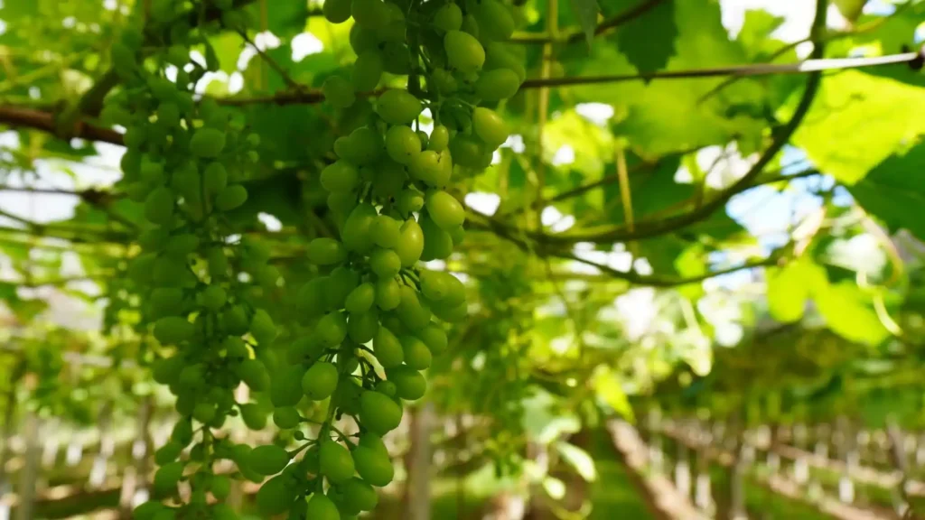 Agricultura e meio ambiente: práticas sustentáveis impulsionam a produção