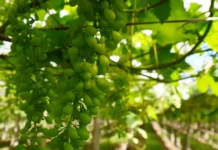 Agricultura e meio ambiente: práticas sustentáveis impulsionam a produção