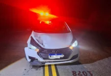 Animal invade pista e causa acidente no Oeste de SC