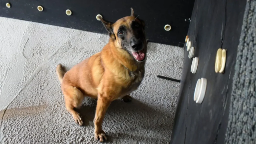 K9 Vegas se aposenta após sete anos de serviço na Polícia Penal de SC