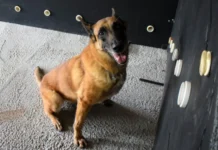 K9 Vegas se aposenta após sete anos de serviço na Polícia Penal de SC