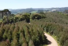 Florestas no Meio-Oeste: Como a iniciativa privada impulsiona a preservação ambiental