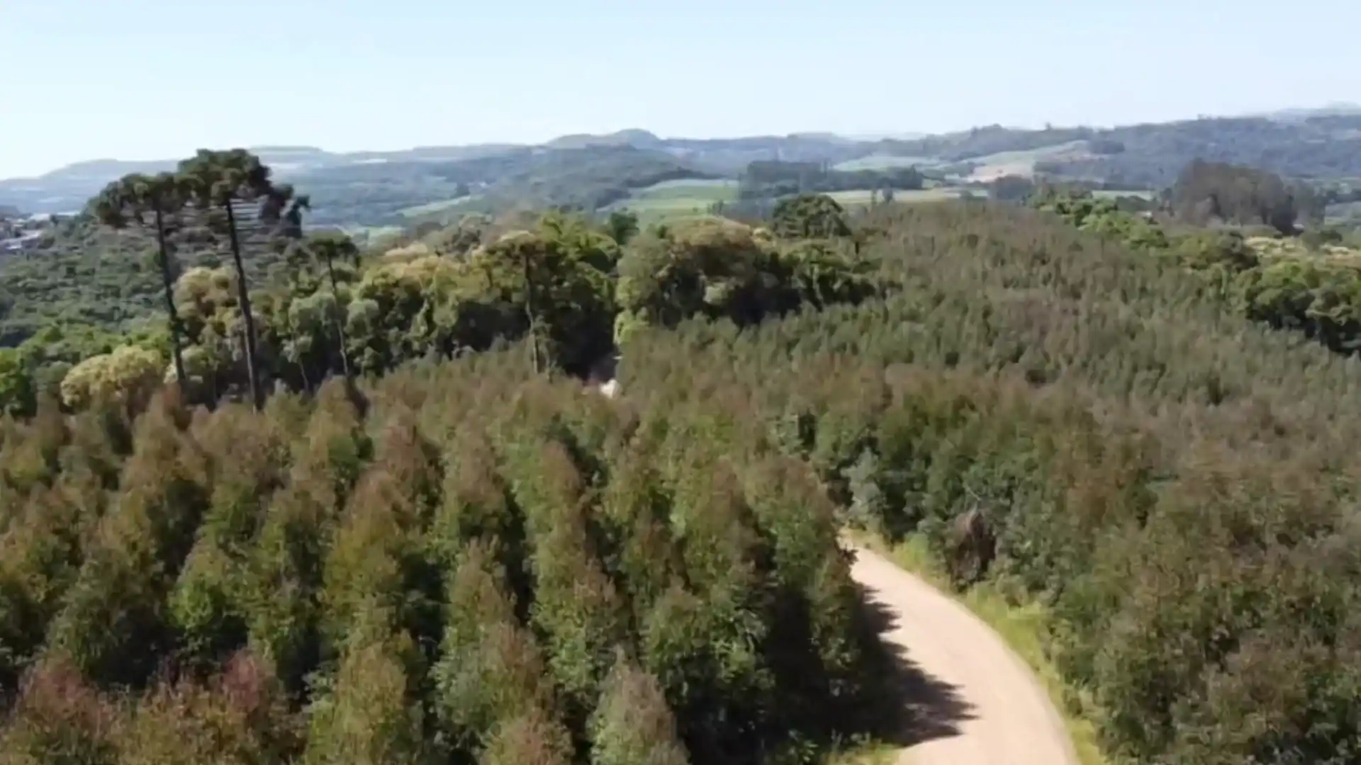 Florestas no Meio-Oeste: Como a iniciativa privada impulsiona a preservação ambiental