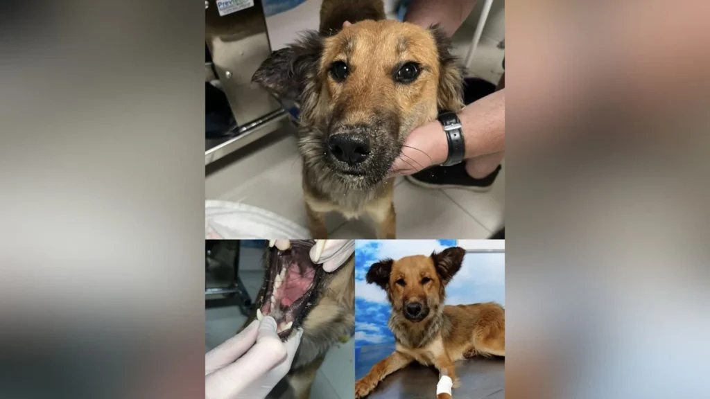 Cadela é encontrada sem língua após crueldade em Fraiburgo