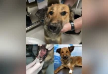 Cadela é encontrada sem língua após crueldade em Fraiburgo