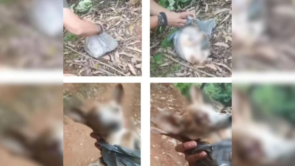 MPSC garante três condenações por maus-tratos a animais em SC