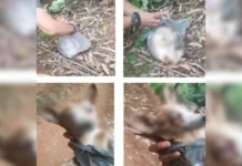MPSC garante três condenações por maus-tratos a animais em SC