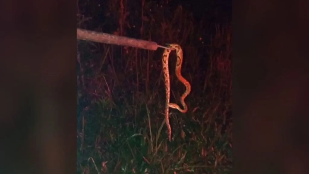 Jararaca invade garagem e assusta morador no Meio Oeste