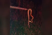 Jararaca invade garagem e assusta morador no Meio Oeste