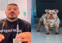 Influenciador tem dedo do pé comido por seu cachorro