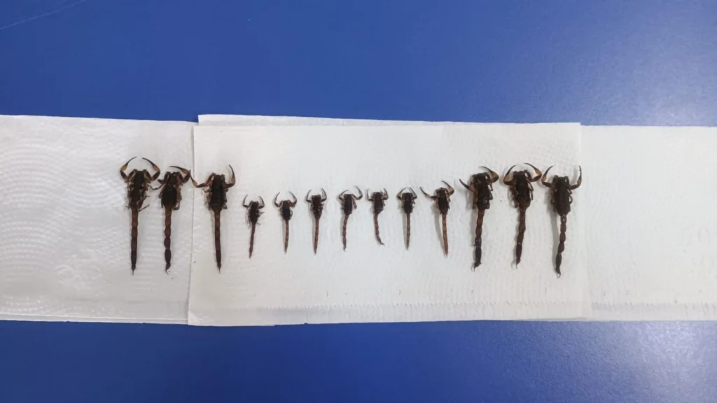 Vigilância captura 13 escorpiões em ação noturna em Caçador