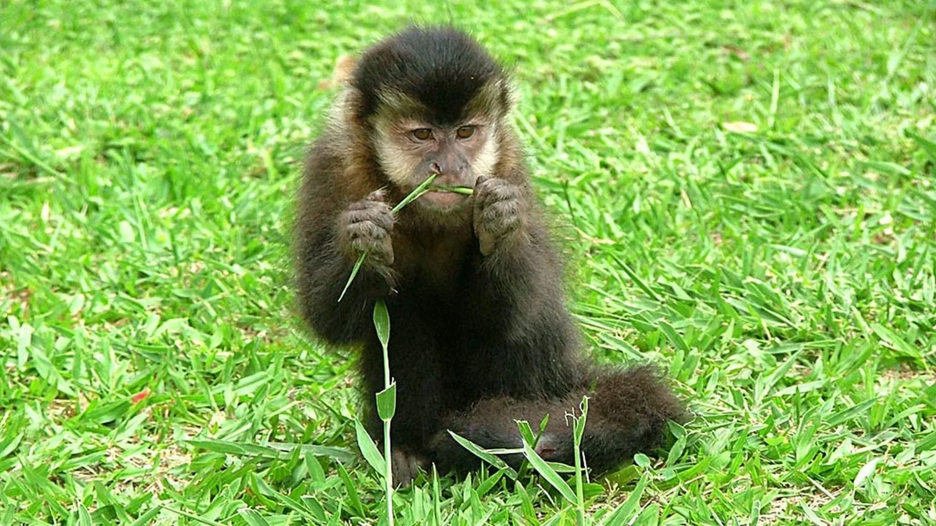 Uniarp apresentará pesquisa sobre impacto do macaco-prego