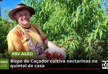 RBV Agro – 20/11/2025 – Edição 275