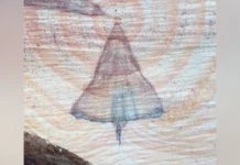 Nova imagem de Nossa Senhora surge em tronco de pinus em SC