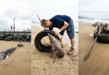 Marlim-azul é encontrado morto com pneu preso ao bico