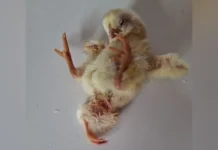 Pintinho nasce com três patas e chama a atenção em Caçador