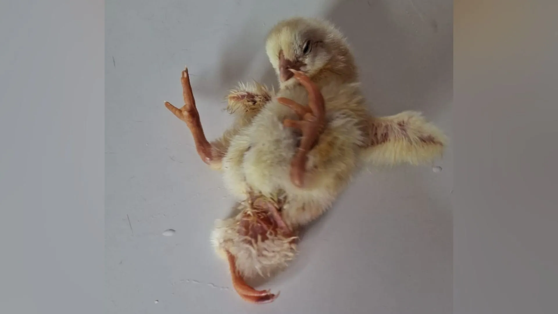 Pintinho nasce com três patas e chama a atenção em Caçador