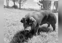 Suíno avaliado em R$ 20 mil invade terreno e é morto pelo vizinho