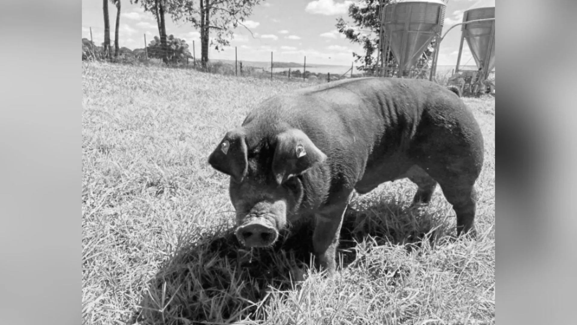 Suíno avaliado em R$ 20 mil invade terreno e é morto pelo vizinho