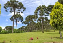 Previsão do tempo: Santa Catarina terá tempo firme até sexta-feira