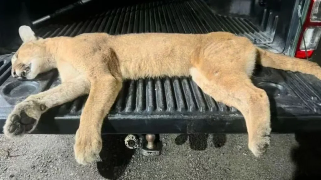 Puma morre atropelado em rodovia catarinense