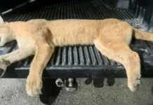Puma morre atropelado em rodovia catarinense