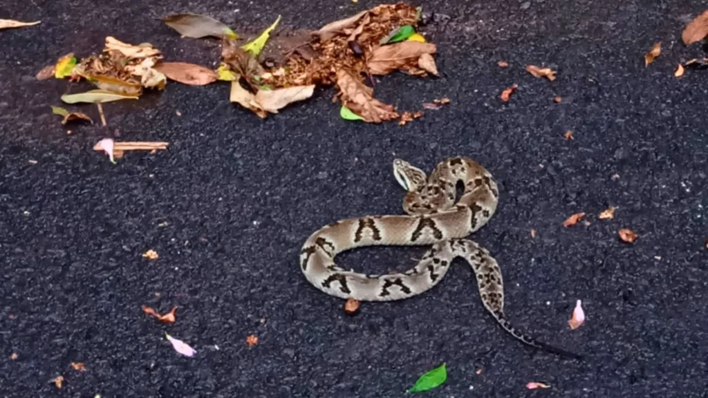 Cobra com mais de 1 metro é capturada no centro de Piratuba
