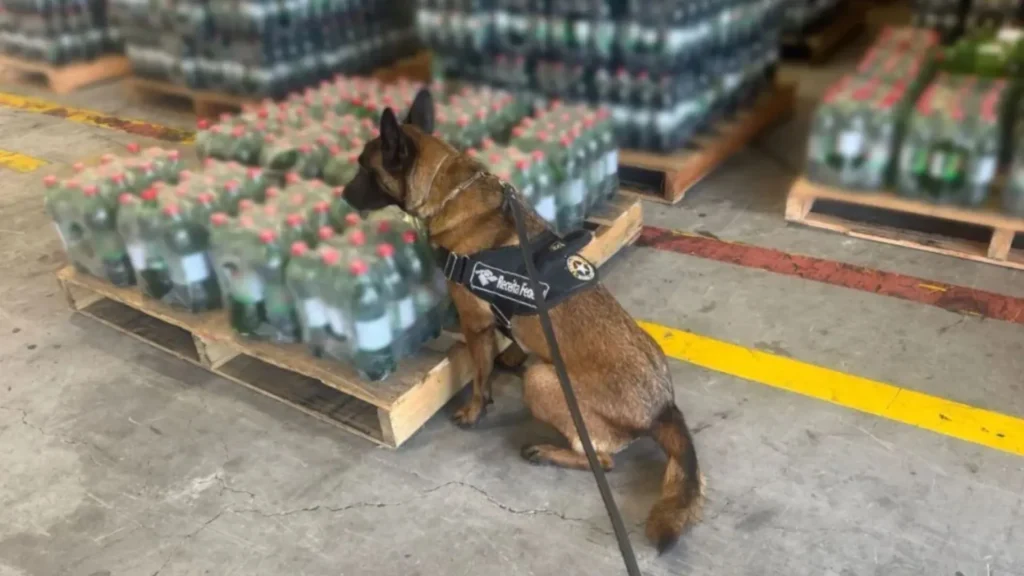 Mais de 300 garrafas de refrigerante com cocaína diluída são apreendidas em porto de SC