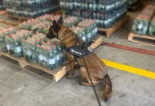 Mais de 300 garrafas de refrigerante com cocaína diluída são apreendidas em porto de SC