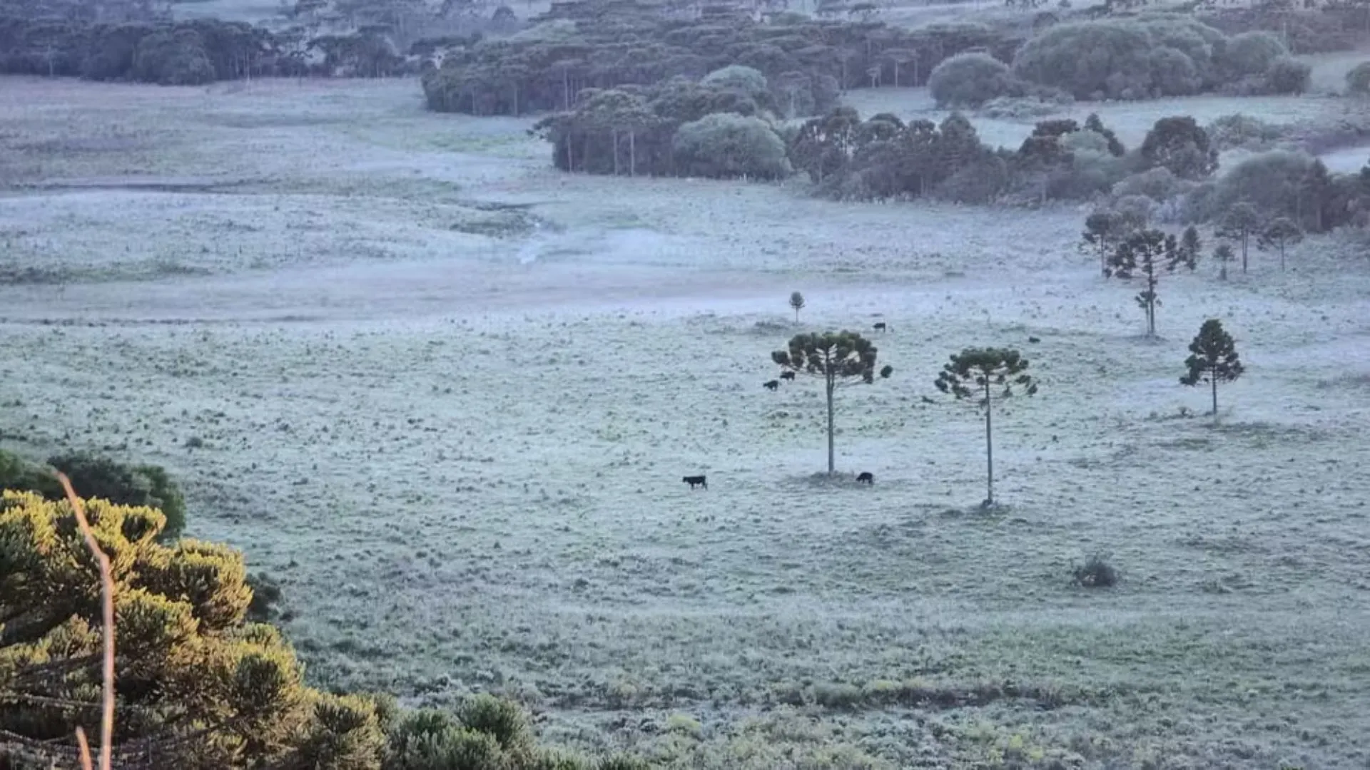 Serra de SC amanhece com geada e temperaturas de inverno