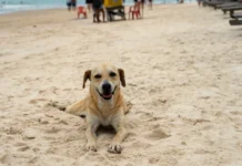 Câmara aprova projeto que permite presença de animais domésticos nas praias