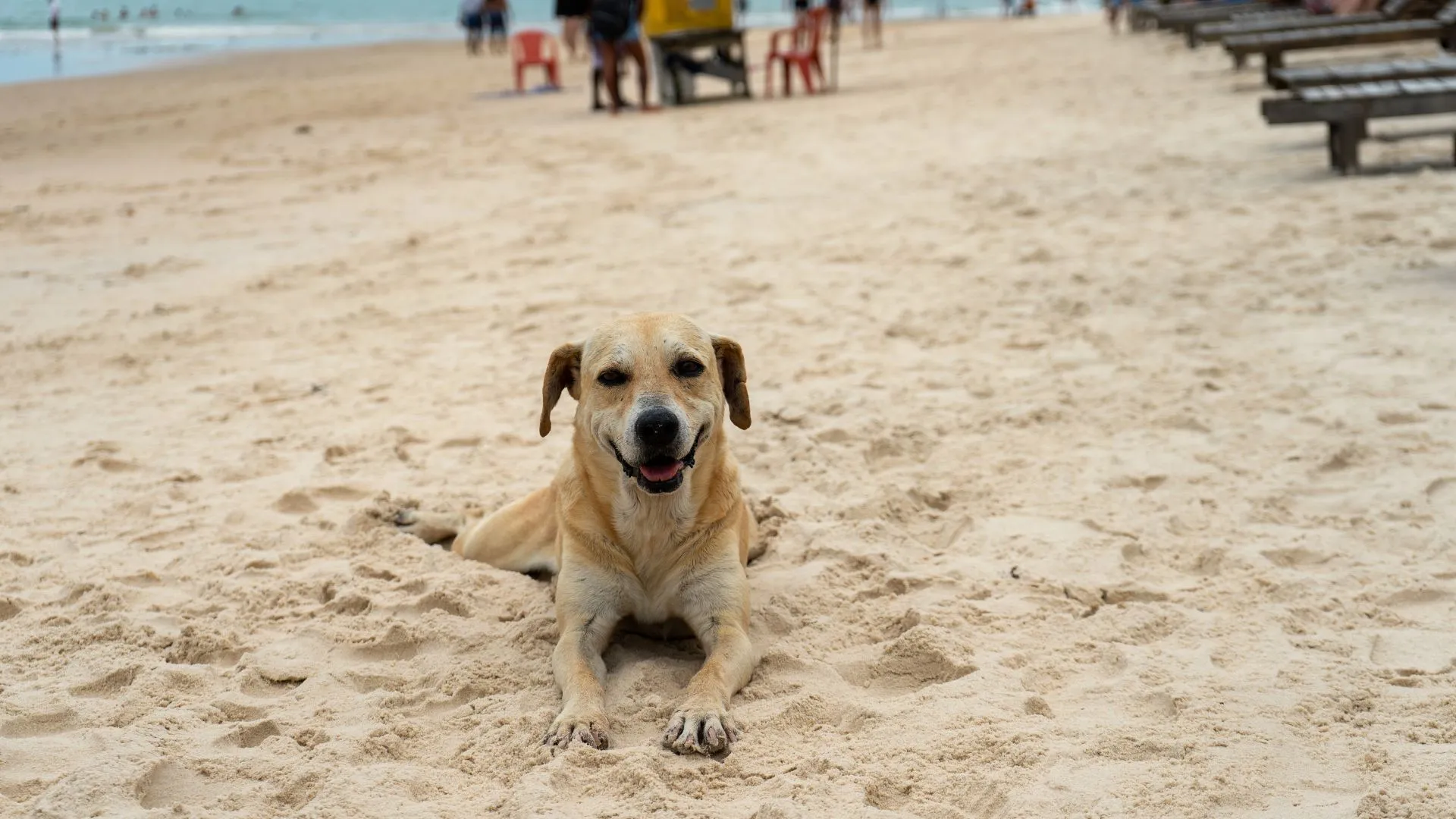 Câmara aprova projeto que permite presença de animais domésticos nas praias