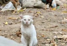 Câmara aprova suspensão da CNH para motorista que abandonar animais Câmara aprova suspensão da CNH para motorista que abandonar animais