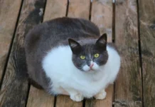 Empresa cria “caneta emagrecedora” para gatos e cães