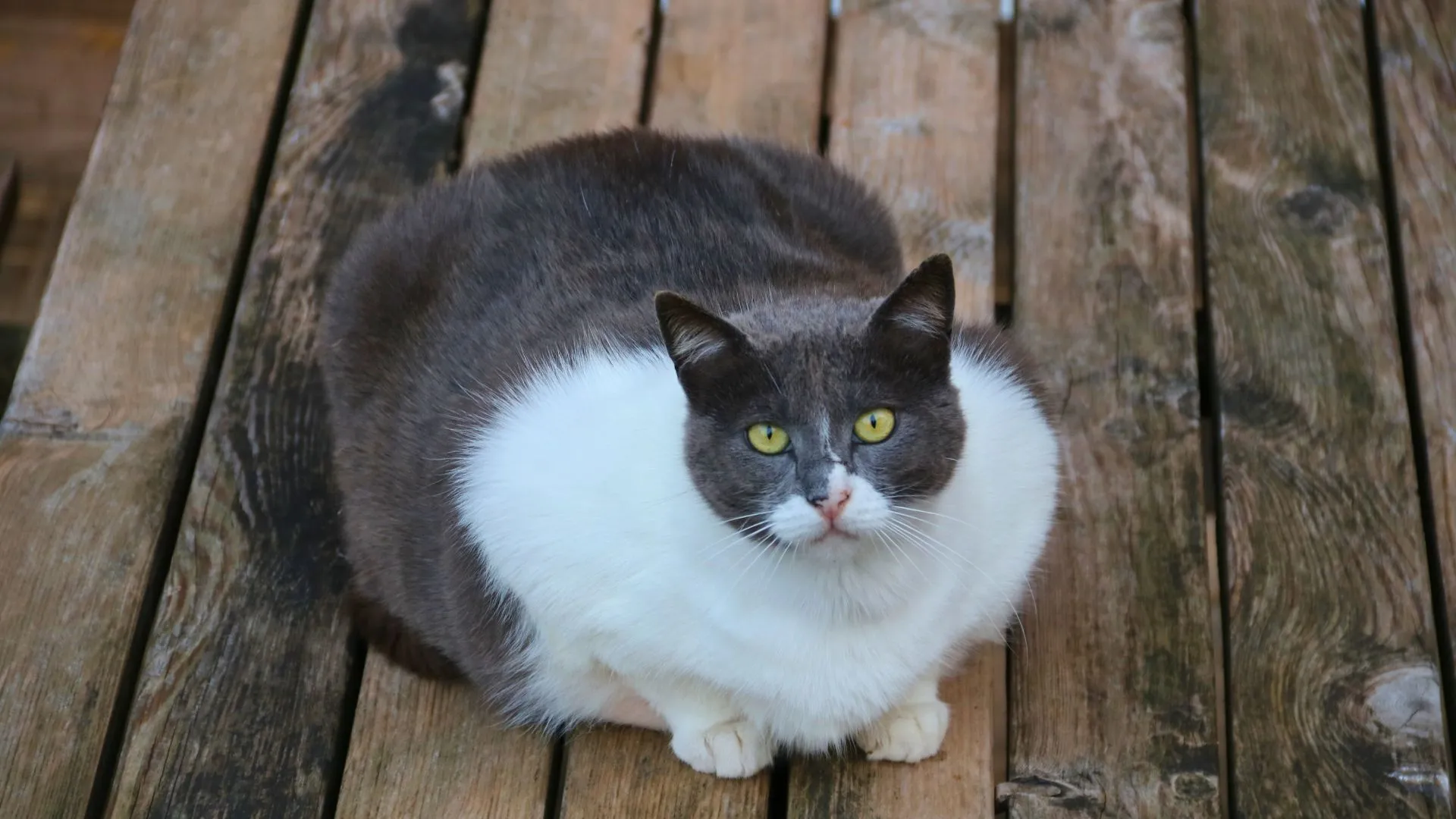 Empresa cria “caneta emagrecedora” para gatos e cães