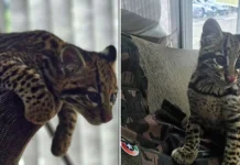 Jaguatirica com sinais de domesticação é resgatada pela Polícia Ambiental