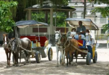 SC pode proibir veículos de tração animal nos centros urbanos