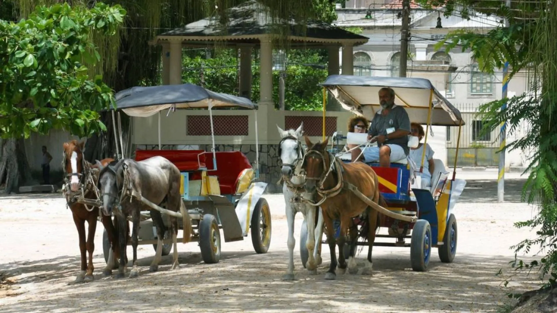 SC pode proibir veículos de tração animal nos centros urbanos