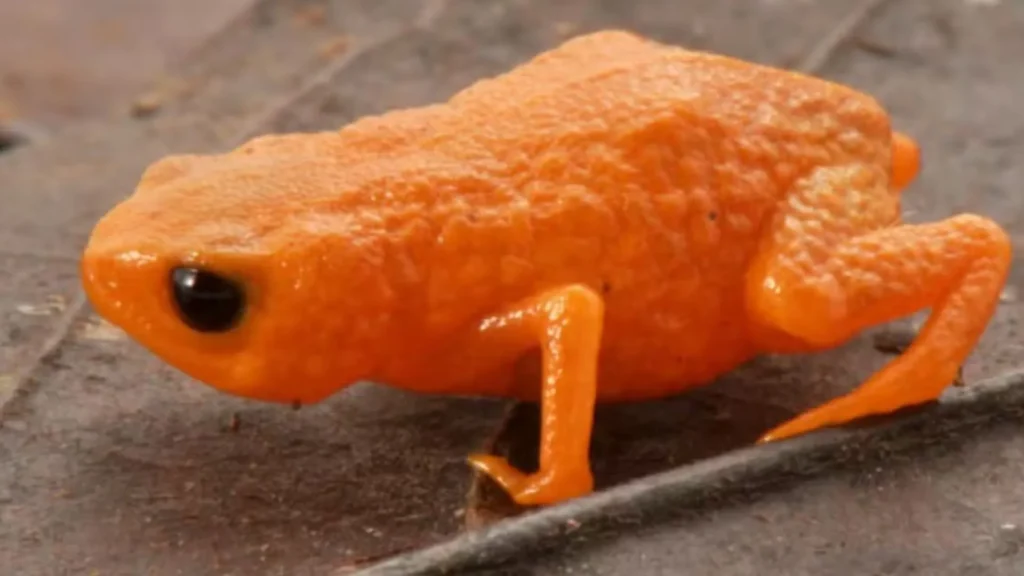 Nova espécie de sapo laranja é descoberta em área preservada de SC