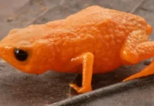 Nova espécie de sapo laranja é descoberta em área preservada de SC