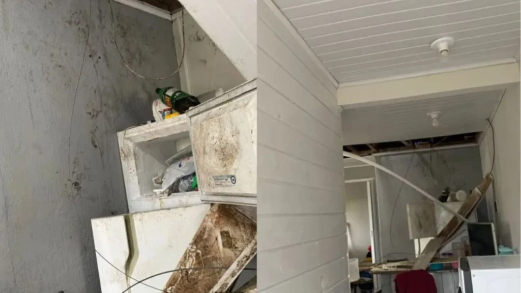 Macacos-prego invadem casas e causam prejuízos em SC