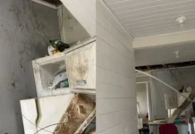 Macacos-prego invadem casas e causam prejuízos em SC